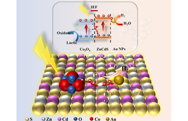 Design and fabrication of ternary Au/Co3O4/ZnCdS spherical composite photocatalyst for facilitating efficient photocatalytic hydrogen production 2024.100472